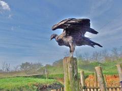 149 BIO PARC DE DOUE LA FONTAINE 6- 2016_000027
